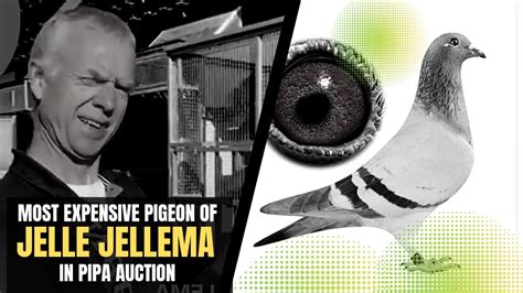 Most Expensive Racing Pigeon Of Jelle Jellema In Pipa Auction Racing