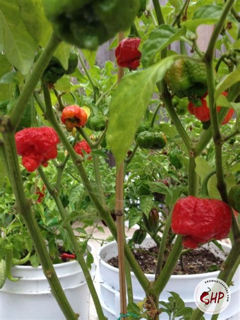 Trinidad Moruga Scorpion Scoville Seeds Pepper Grow Guide Grow