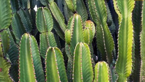 Ultimate Guide & Care For Cereus Cactus Plant | Plantly