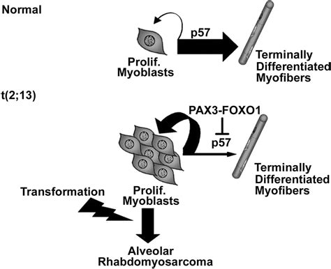 PAX3 FOXO1 Controls Expression Of The P57Kip2 Cell Cycle Regulator