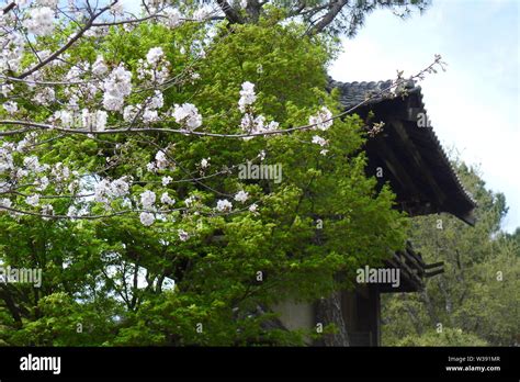 Cherry Blossom Tree at Entrance of Fort Worth Japanese Garden Stock ...