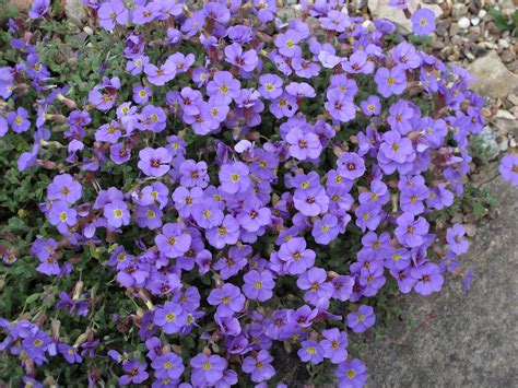 Aubrieta Intermedia 1 Cultivated Aarhus University Botani Flickr