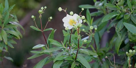 California Native Shade Plants [6 Plants That Grow in the Shade]