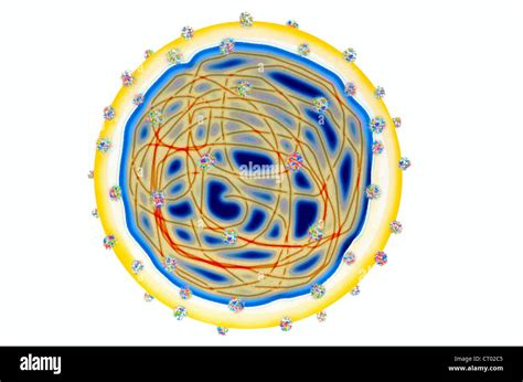 Hepatitis C Drawing Hi Res Stock Photography And Images Alamy