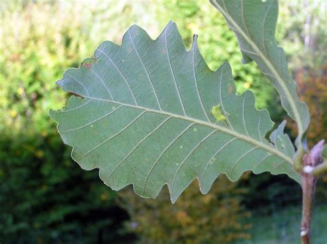 Quercus Dentata Thunb Ssp Dentata Fagaceae Flickr