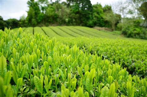 Where Do Tea Leaves Come From Learn How Tea Grows Zojirushi Food