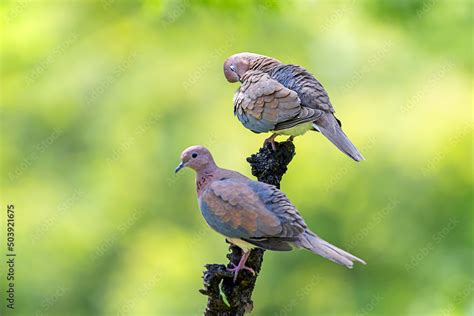 Laughing dove Stock Photo | Adobe Stock