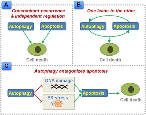 Proposed Interplay Between Autophagy And Apoptosis In Regulating Crc