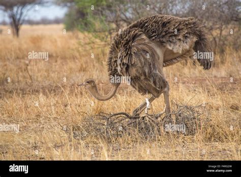 Frica Frica Avestruz Safari Viajes Sabana Avestruz Tanzania