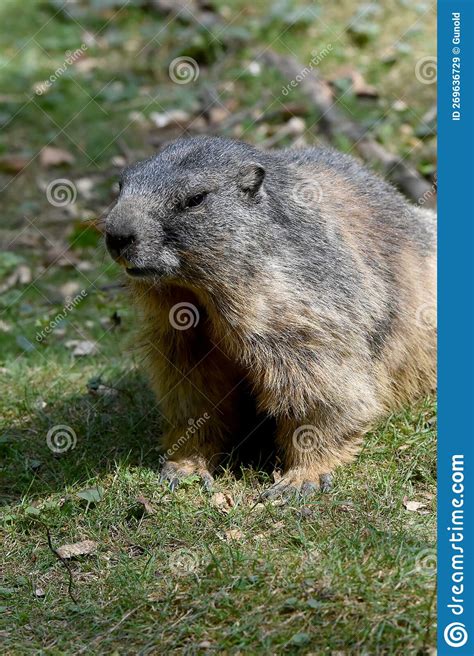 Groundhog Sitting in the Meadow Near the Entrance To the Burrow Stock Image - Image of furry ...