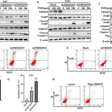 Trim Promotes Tmz Resistance In Glioma Cells A B U And U Cells