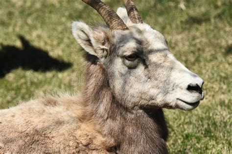 Scruffy Mountain Goats Close Up Stock Photo Image Of Wildlife