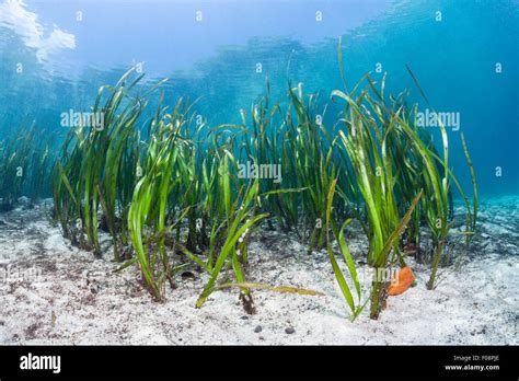 Seaweeds, Enhalus acoroides, Florida Islands, Solomon Islands Stock Photo - Alamy