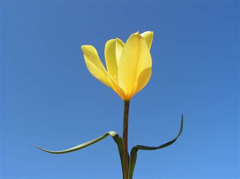 Tulipa montana yellow ARBORATOR Usługi Ogrodnicze Paweł Kaźmierski