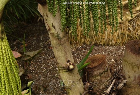 Plantfiles Pictures Caryota Species Burmese Fishtail Palm Clustered