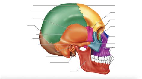 Anatomy - Side View of Skull Diagram | Quizlet