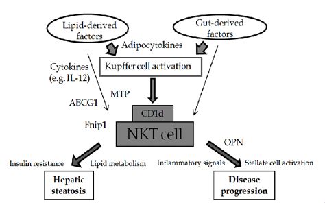 Schematic Diagram Showing The Contribution Of Intrahepatic Nkt Cells To