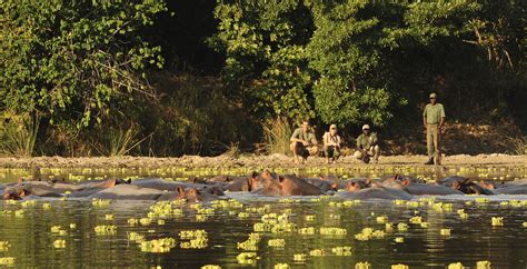 Bespoke Safaris In South Luangwa National Park Zambia Journeys By Design