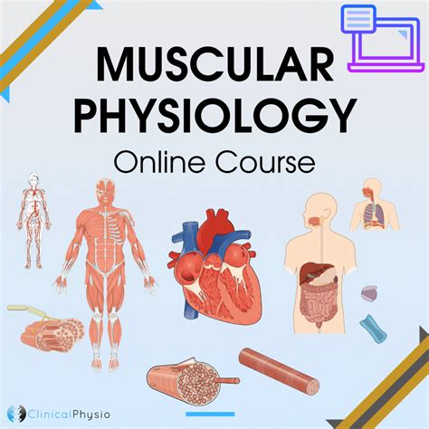 Muscular Physiology Course | Clinical Physio