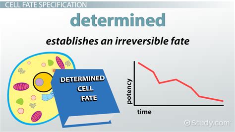 Cell Fate Specification: Cytoplasmic Determinants & Inductive Signals ...