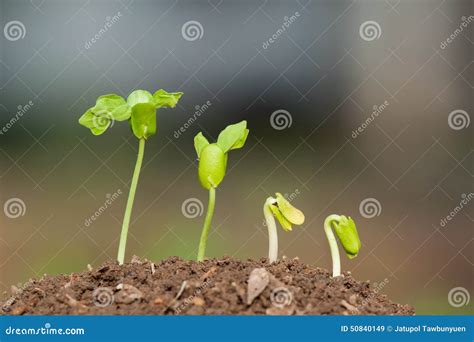 Step of growing stock image. Image of ecology, sapling - 50840149