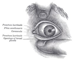 Lacrimal caruncle - Wikipedia