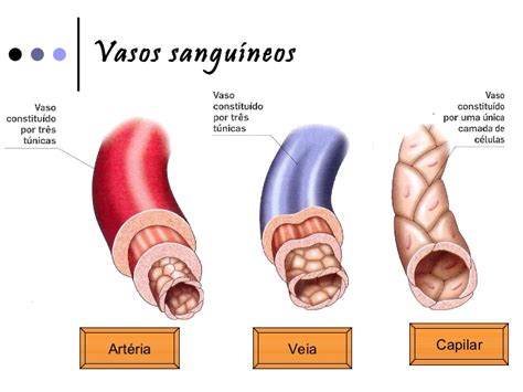 Sistema Cardiovascular Biologia A Ci Ncia Da Vida