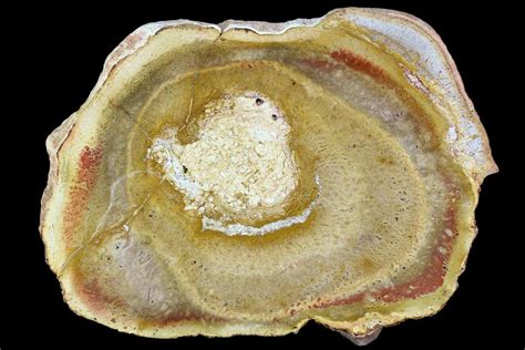 7.6" Polished Petrified Tree Fern (Psaronius) End Cut - Brazil (#104889) For Sale - FossilEra.com