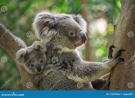 Baby Koala Sleeping In A Tree Royalty-Free Stock Photography ...