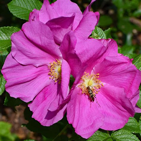 Japanese Rugosa Rose Bush | USDA Zones 2-7 | 18-24 Inches | Ornamental ...