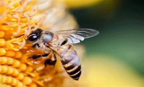 Bee Venom From Venom To Drug