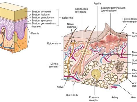 passes impulses to the central nervous system the Picture Of The ...