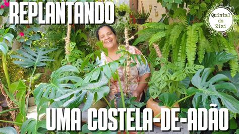 Costela de Adão Como fazer o replante Monstera Deliciosa Adansonii