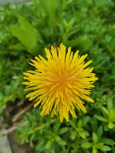 Detailed Close Up Shot Of A Bright Yellow Dandelion Flower Stock Image