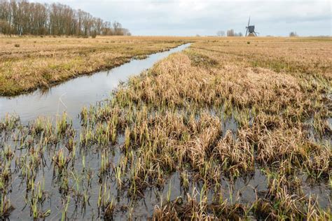 Marshy Landscape At The End Of The Winter Season Stock Image Image Of