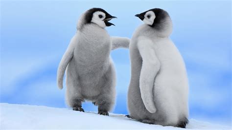 Cute Baby Penguins wallpaper | 1920x1080 | #45957