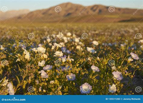 Flowers in the Atacama Desert in Chile Stock Image - Image of bloom ...