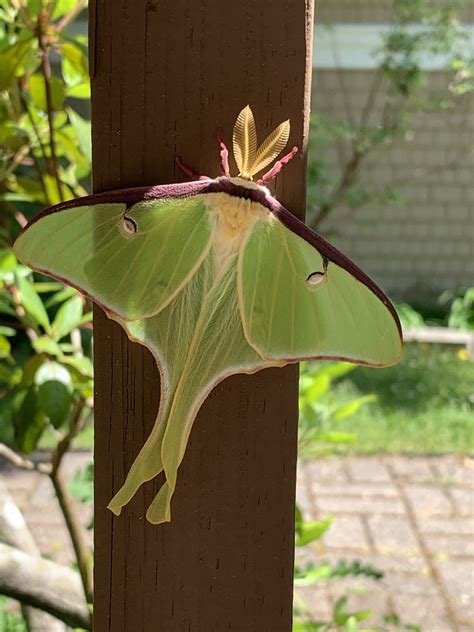 Schoodic Signals Luna Moth Schoodic Institute