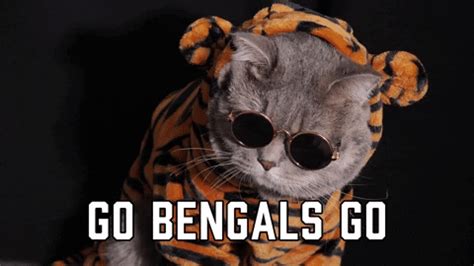 Go Bengals Go GIFs - Get the best GIF on GIPHY