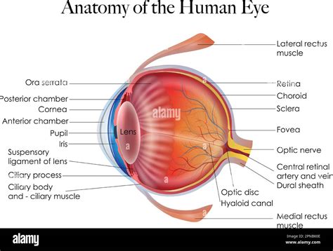 Detailed illustration of the anatomy and structure of the human eye ...