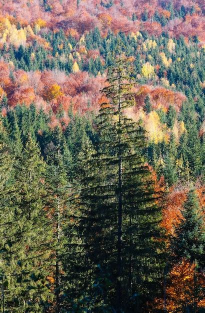 Premium Photo Autumn Carpathians Ukraine