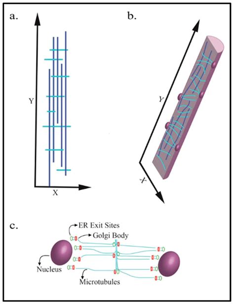 Ijms Free Full Text Insights Into Cell Specific Functions Of Microtubules In Skeletal Muscle