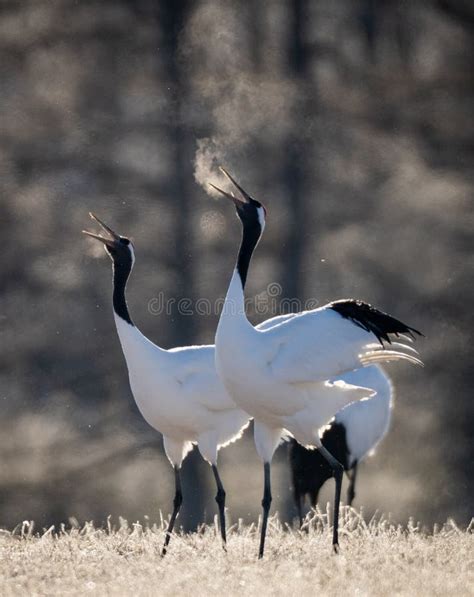 Two Japanese Red Crowned Cranes Dancing And Breathing In Cold In