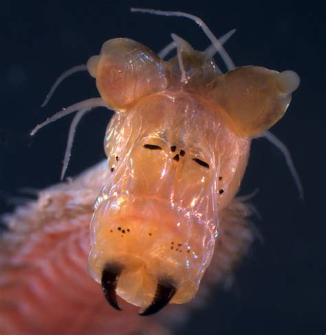 The Echinoblog: Off-topic: A Panoply of Polychaetes! Photos by Arthur Anker