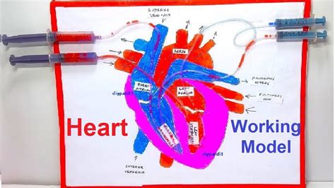 Human Heart Working Model Making Using Syringes Simple And Easy Diy