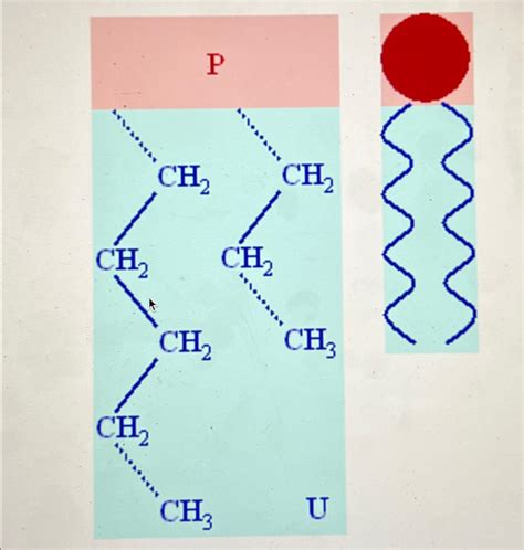 Solved What type of molecule is shown here | Chegg.com