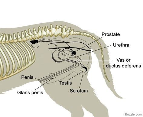 A Visual Guide to Understanding Dog Anatomy With Labeled Diagrams | Dog ...