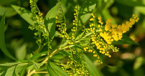 Goldenrod Essential Oil Benefits Uses And Insights