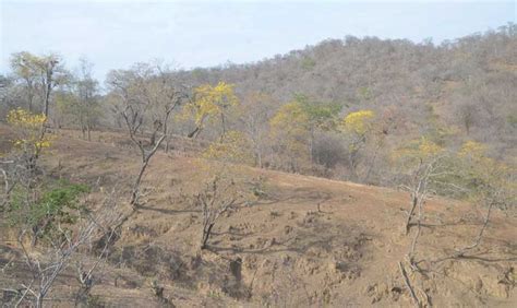 Los Guayacanes Ya Se Observan En Una Parroquia De Zapotillo El Comercio