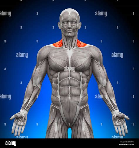 Trapezius Front Neck Muscles Anatomy Muscles Stock Photo Alamy